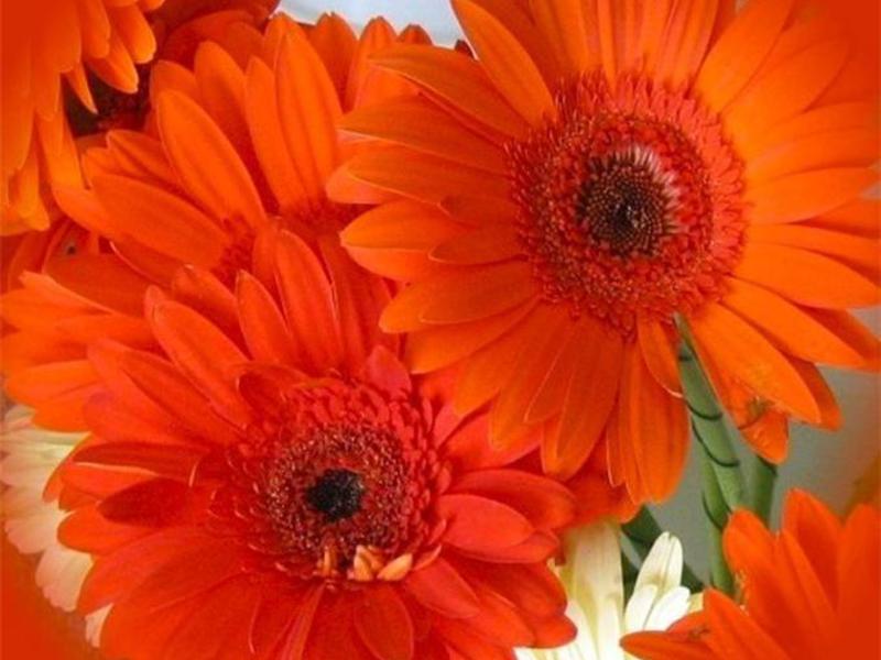 Gerbera varieties