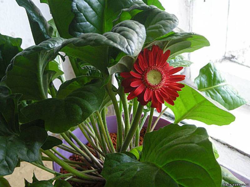 Gerbera diseases