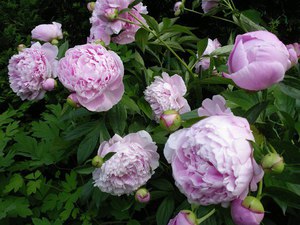 Varieties and types of peonies