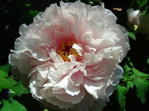 Peony variety