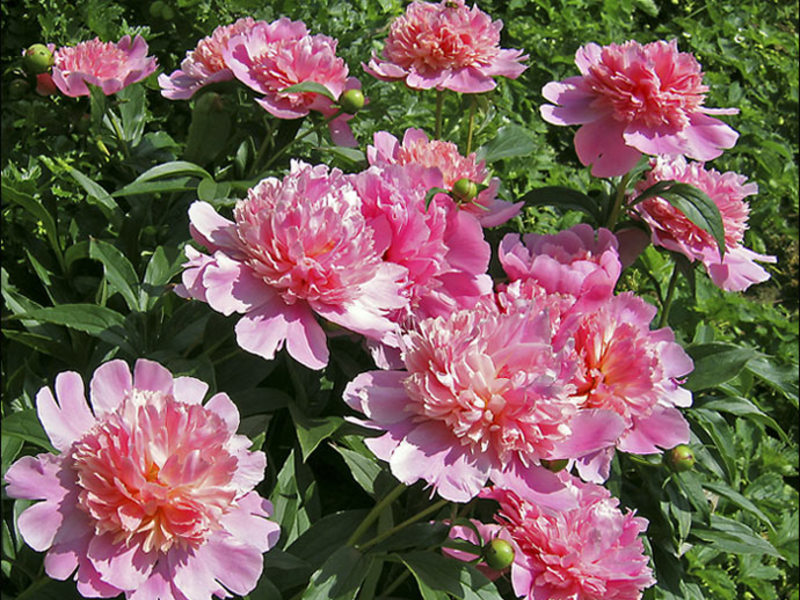 Types of peonies