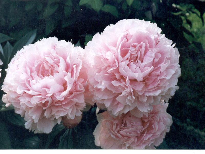 What does a peony look like