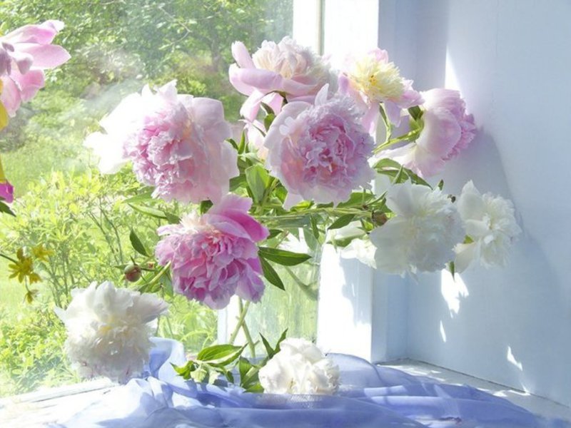 Bouquet of peonies