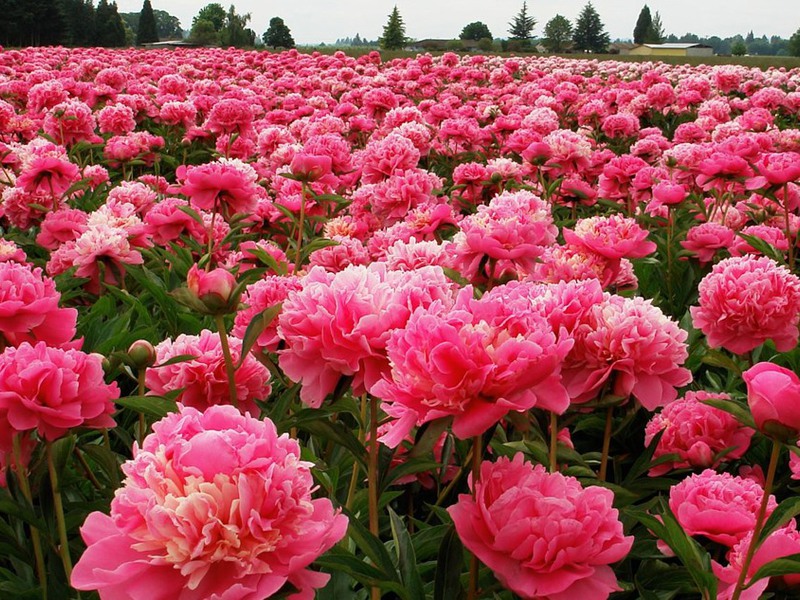 When peonies bloom