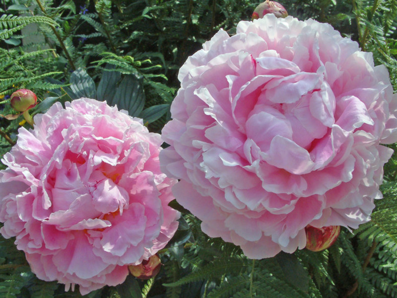 Popular varieties of peonies