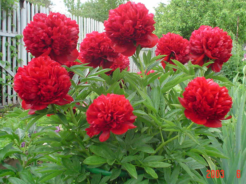 Blooming peonies