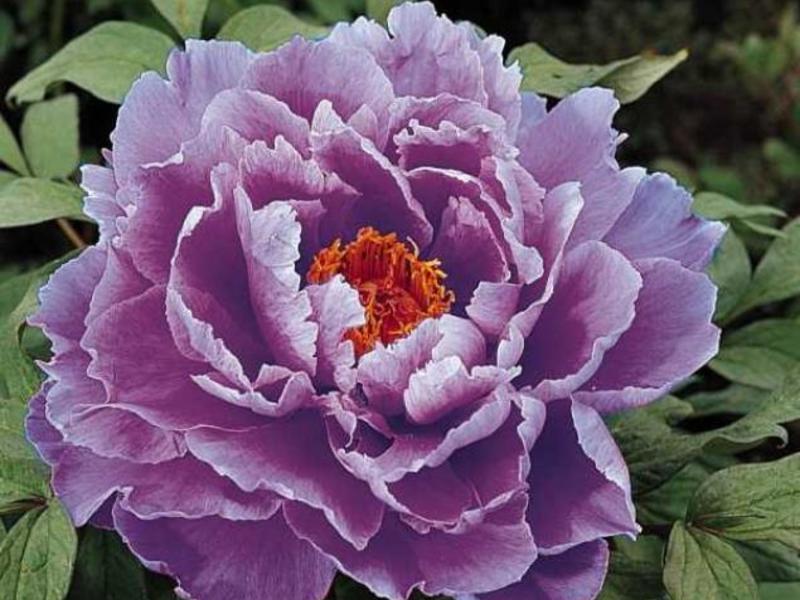 The most popular varieties of peonies