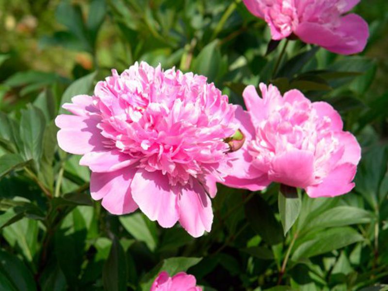 What conditions are needed for growing peonies