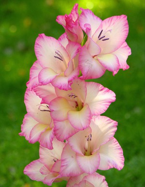 Planting and caring for gladioli