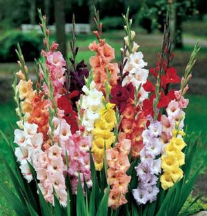 Classification of gladioli