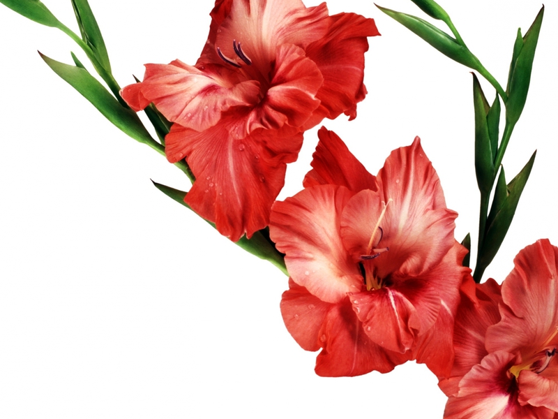 When to plant gladioli