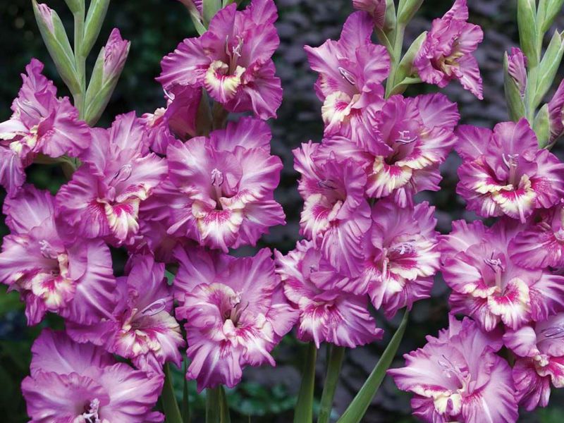 Planting and caring for gladioli