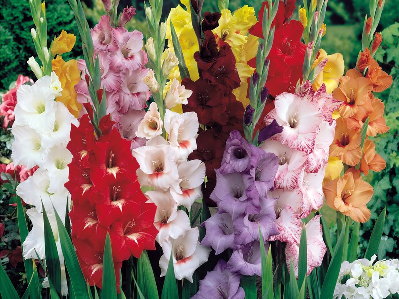 What a gladiolus looks like