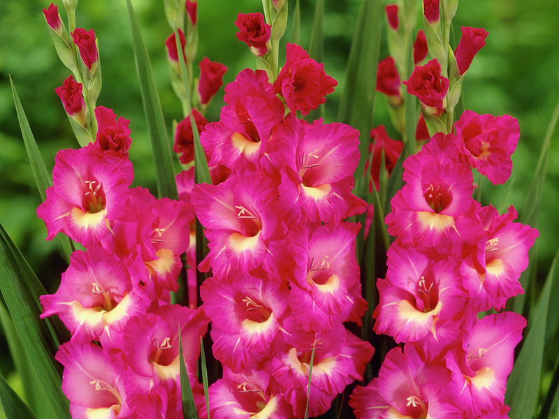 Classification of gladioli