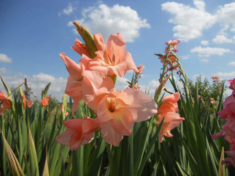 How to grow gladioli yourself