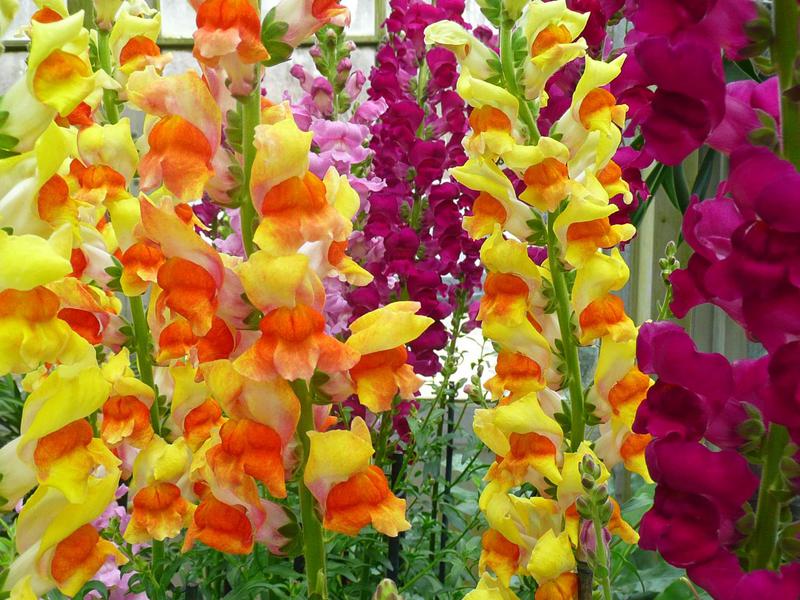 How to properly care for gladioli