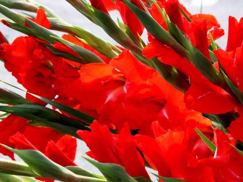 Classification of gladioli