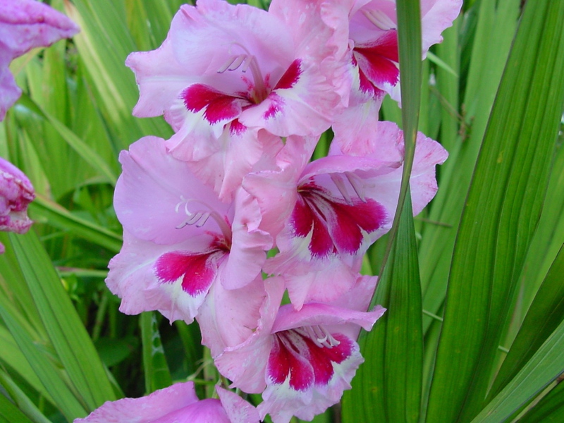 Diseases of gladioli