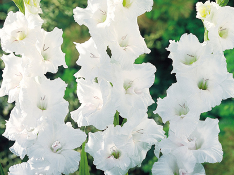 Flowering period of gladioli