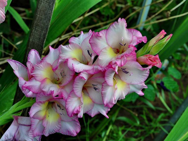 Blooming gladioli