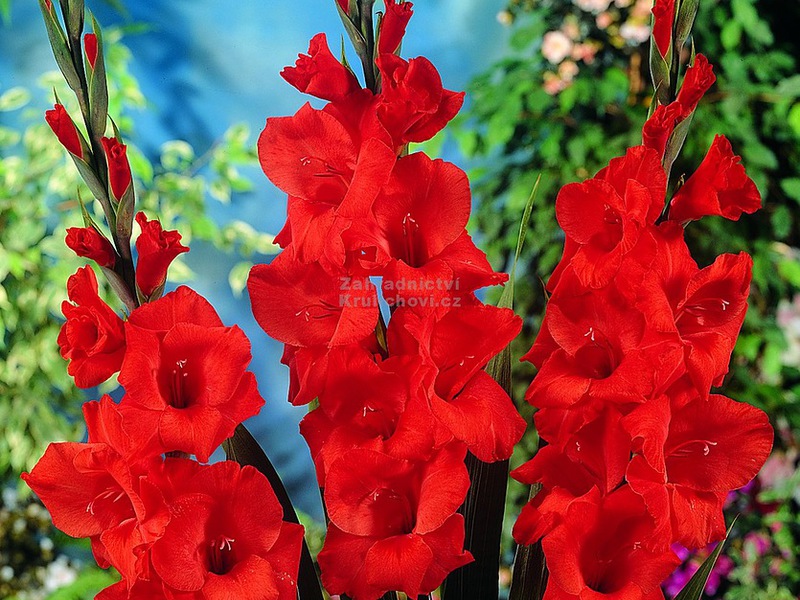 Growing gladioli