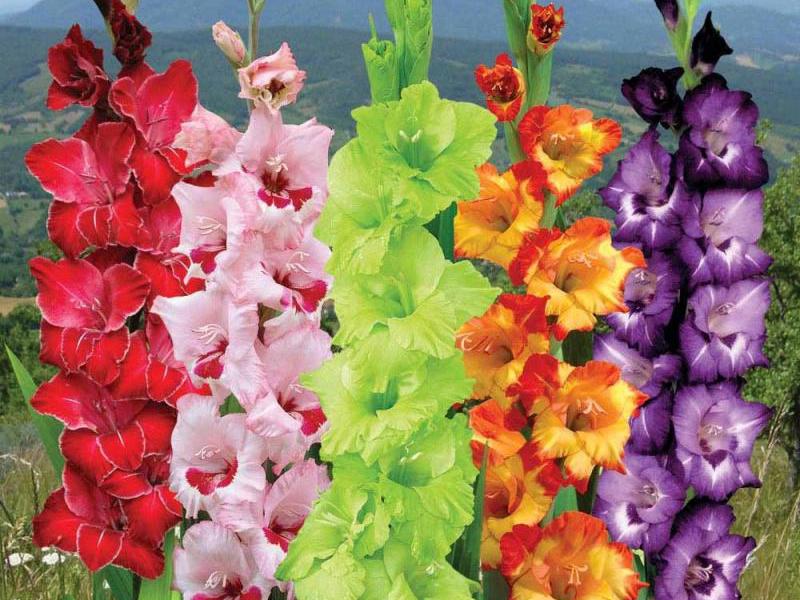 Varieties and types of gladioli