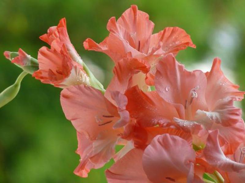 Blooming gladioli