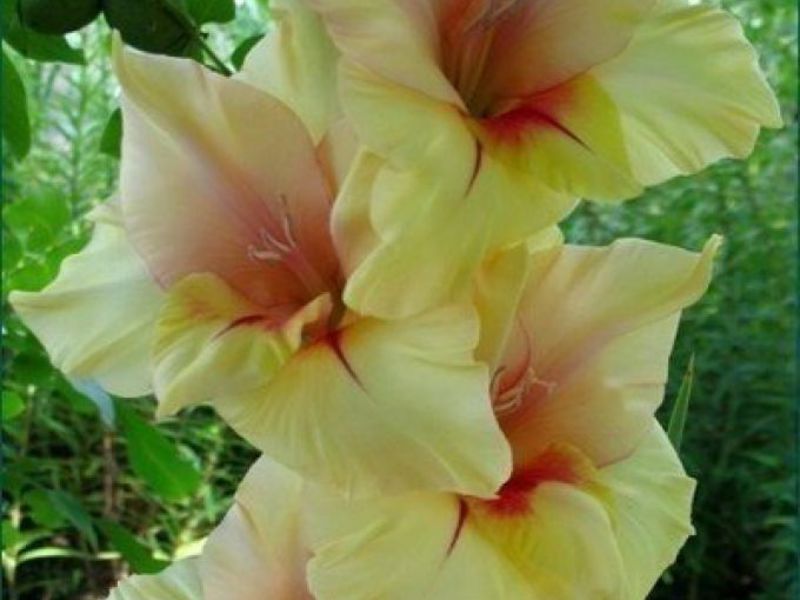 Beautiful gladiolus flower