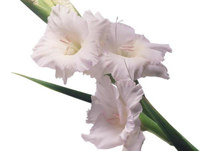 Classification of gladioli