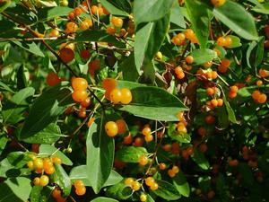 Varieties of varieties of honeysuckle