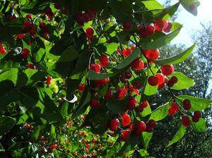 Edible honeysuckle variety