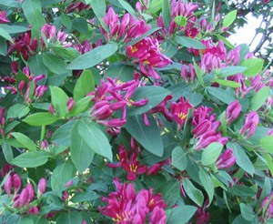 Description of the plant honeysuckle