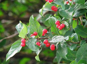 How Tatar honeysuckle blooms