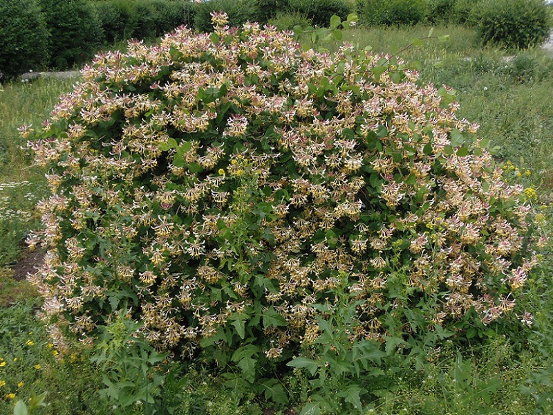 Honeysuckle bush care