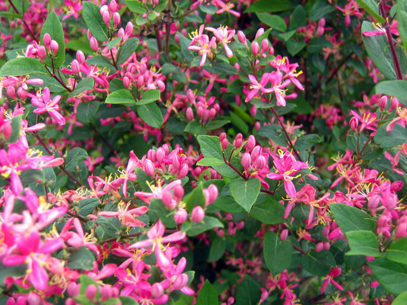 Planting and caring for honeysuckle