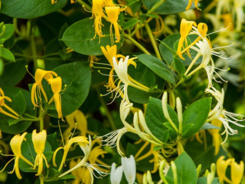 How honeysuckle blooms