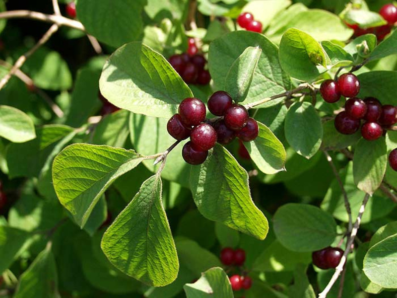 Varieties and types of honeysuckle