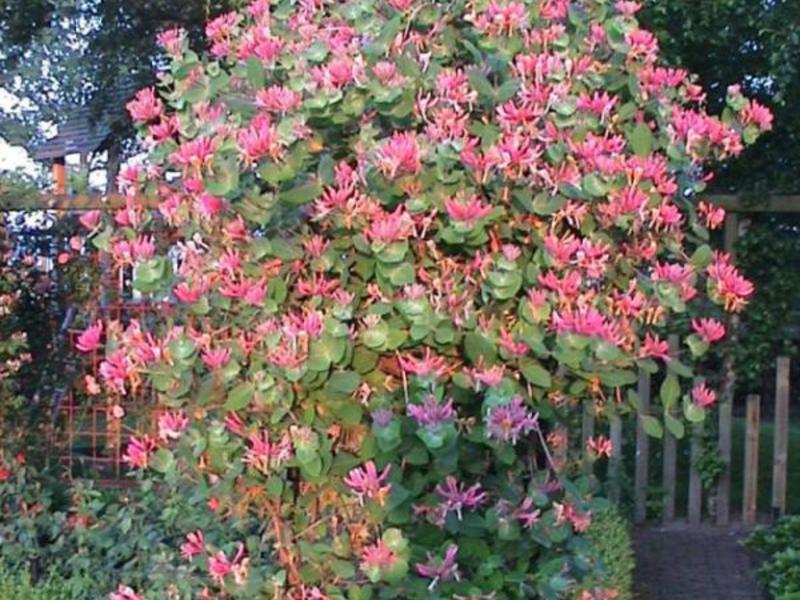 How to care for honeysuckle