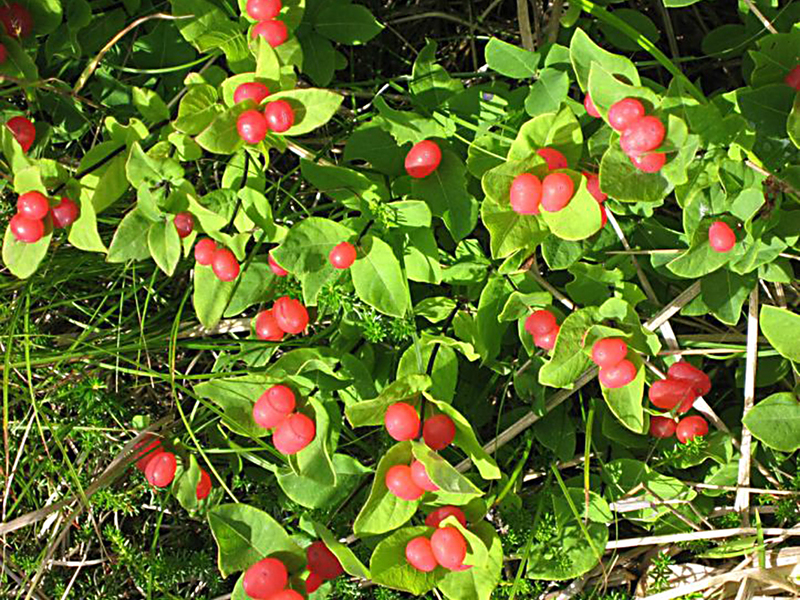 Honeysuckle varieties