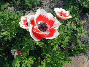 Planting methods for anemones