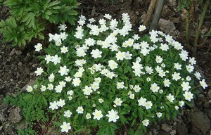 Anemone seeds