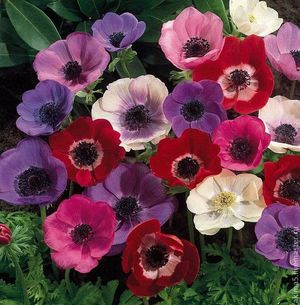 The most beautiful varieties of Anemones