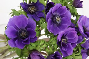 Planting methods for anemones