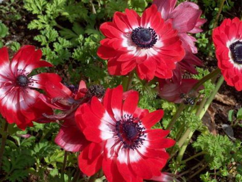 Anemone: planting and caring for the plant