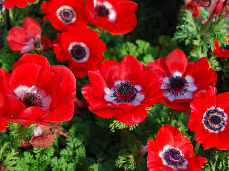 Blooming period of anemones