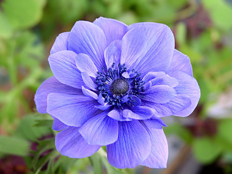 How anemones bloom