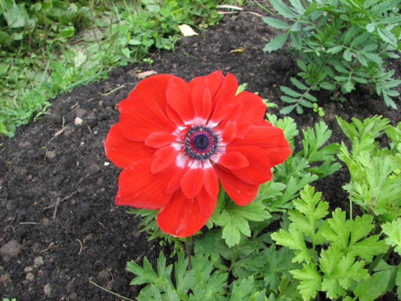 Blooming anemones flowers