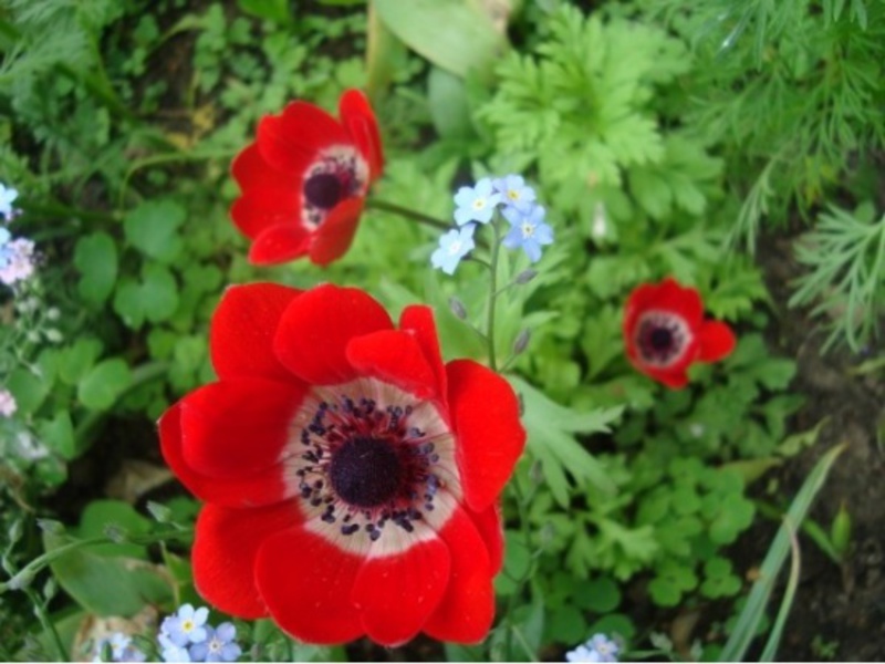 Planting methods for anemones