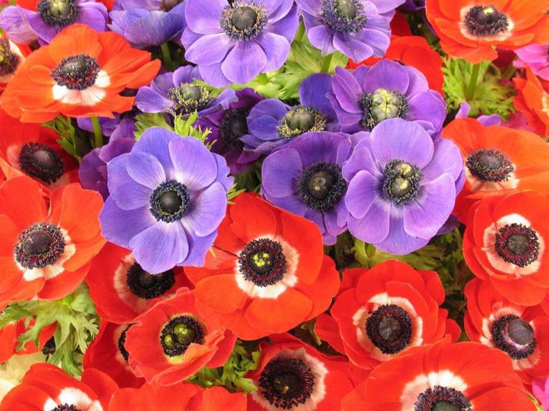 Anemone: planting and caring for the plant