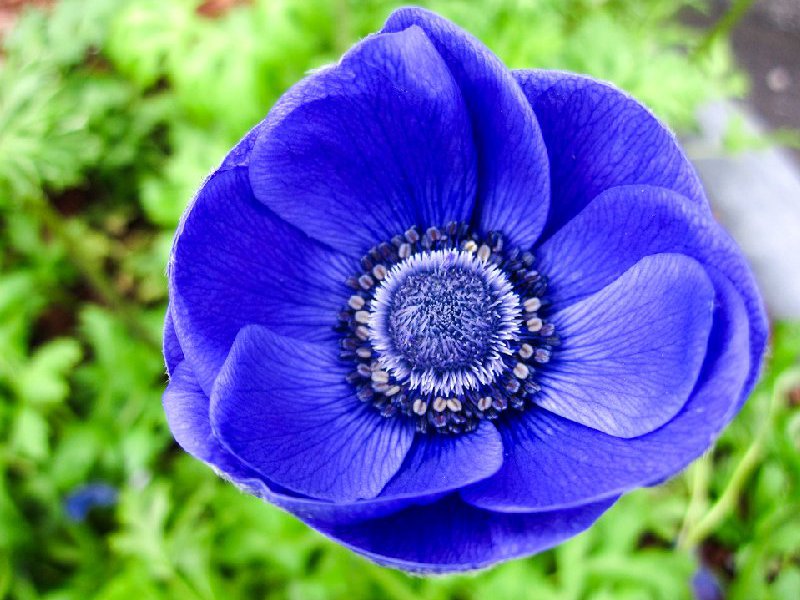 Crown anemone